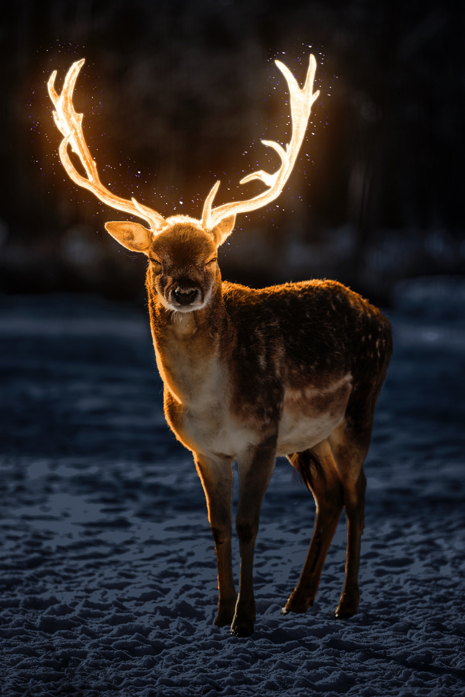 Reindeer - Glowing Antlers