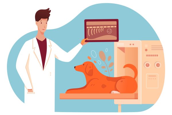 vet xray area