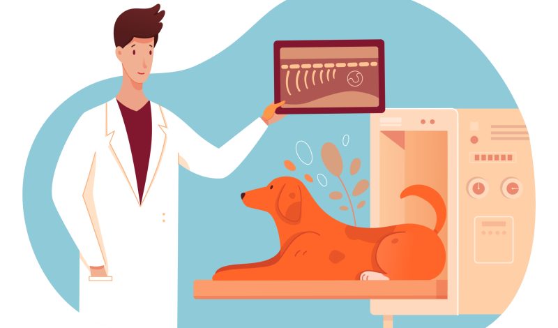 vet xray area